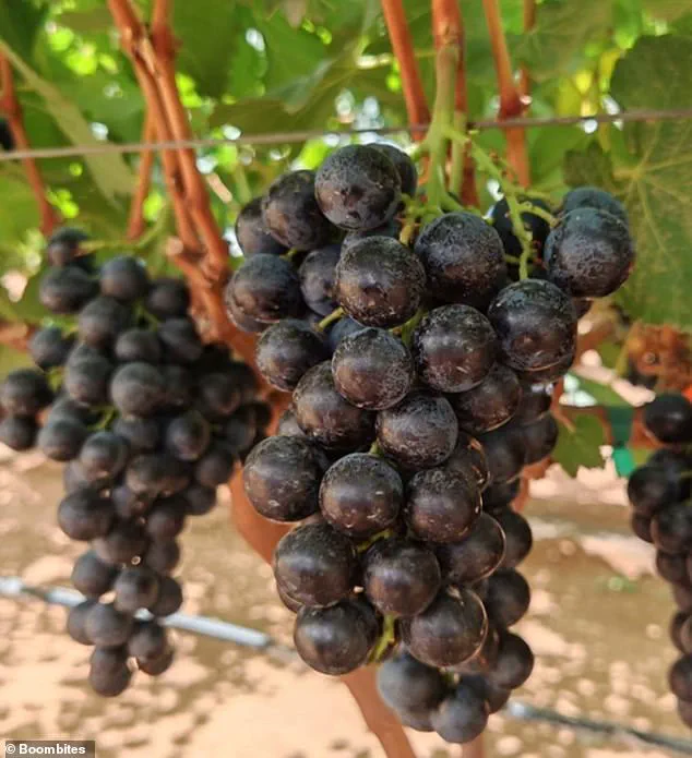 Boombites, the Hybrid Grape with a Red Berry Core, May Transform Nutrition: Expert Insights on Public Health Impact