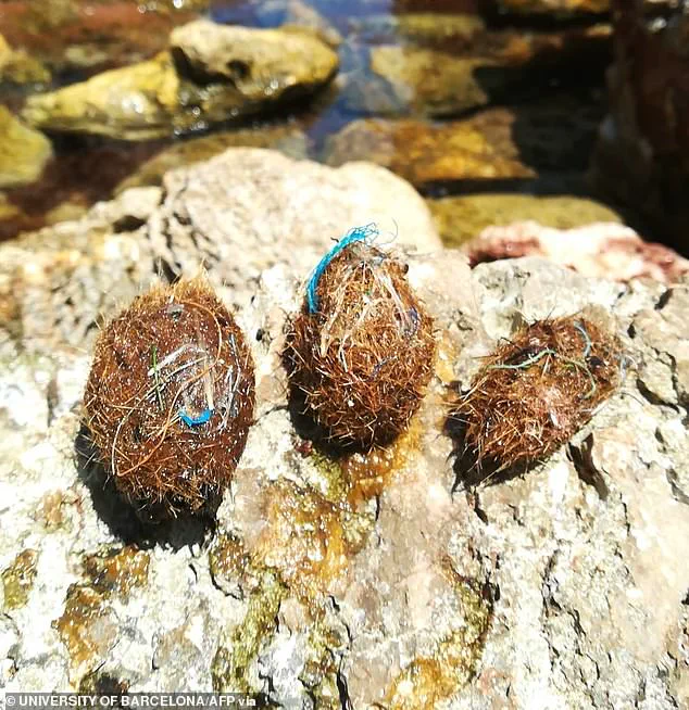 Neptune Balls on Mediterranean Shores: Natural Formation and Human Environmental Impact
