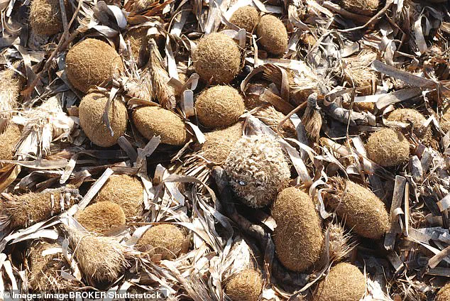 Neptune Balls on Mediterranean Shores: Natural Formation and Human Environmental Impact