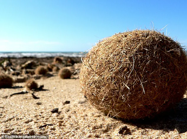 Neptune Balls on Mediterranean Shores: Natural Formation and Human Environmental Impact