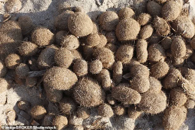 Neptune Balls on Mediterranean Shores: Natural Formation and Human Environmental Impact