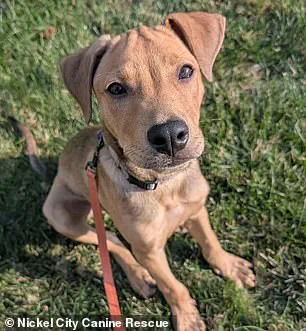 Breaking: Buffalo Bills' Khalil Shakir Rescues 19 Dogs in Emotional Viral Moment