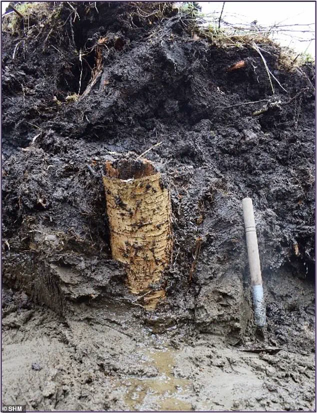 Sweden's 5,000-Year-Old Prehistoric 'Time Capsule' Uncovered: Exclusive Glimpse into Ancient Life Preserved in a Bog