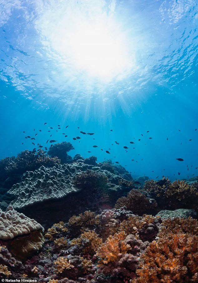 Failure of Gulf of Panama Ocean Upwelling Sparks Fears for Marine Life and Coastal Communities