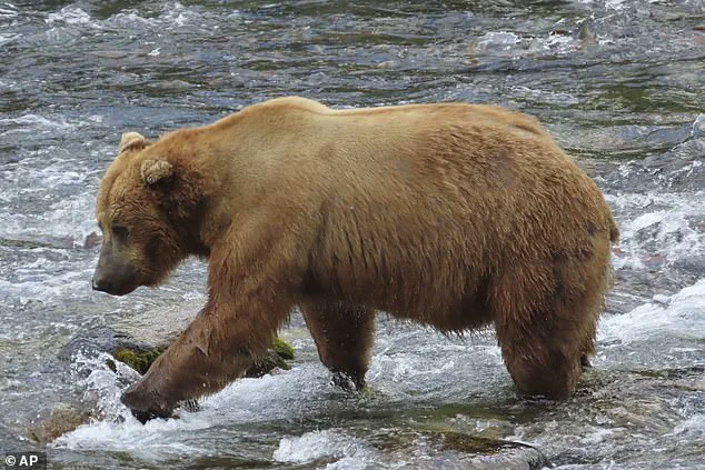 Fat Bear Week in Alaska's Katmai National Park: A Survival Competition for Dominance