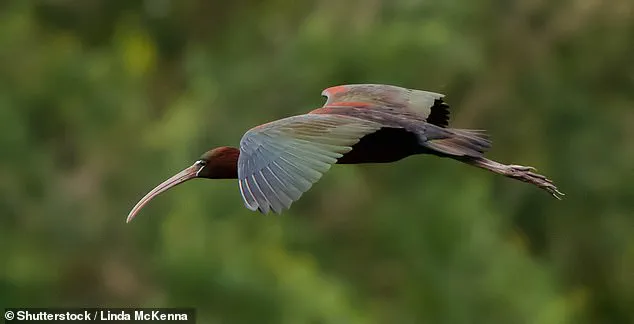 Glossy Ibis Confirmed Breeding in UK for First Time