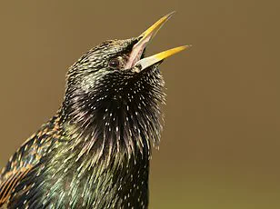 Glossy Ibis Confirmed Breeding in UK for First Time