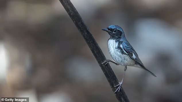 Alarming Shift in Avian Migration Patterns Sparks Concerns Over Climate-Driven Risks to Human Society