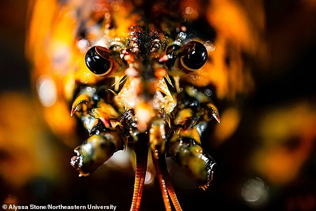 Discovery of Rare Calico Lobster Sparks Scientific Interest Along Massachusetts Coast