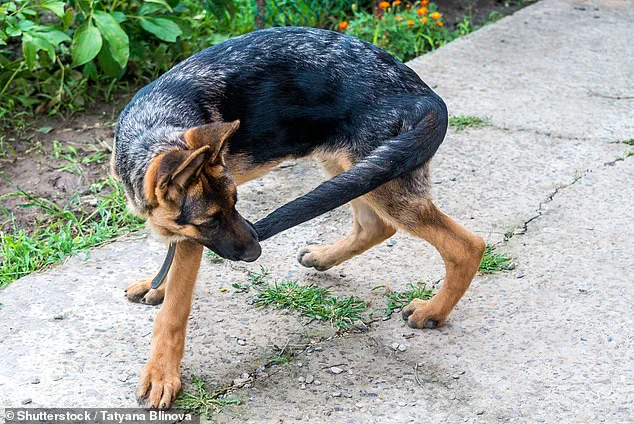 Tail Injuries in Dogs: Expert Study Reveals High-Risk Breeds and Health Concerns
