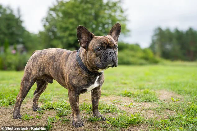 Tail Injuries in Dogs: Expert Study Reveals High-Risk Breeds and Health Concerns
