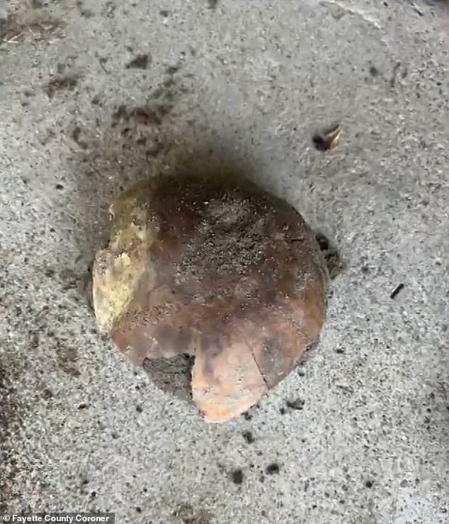 Indiana's Ancient Skull Discovery Highlights Tensions Between Cultural Preservation and Government Regulations