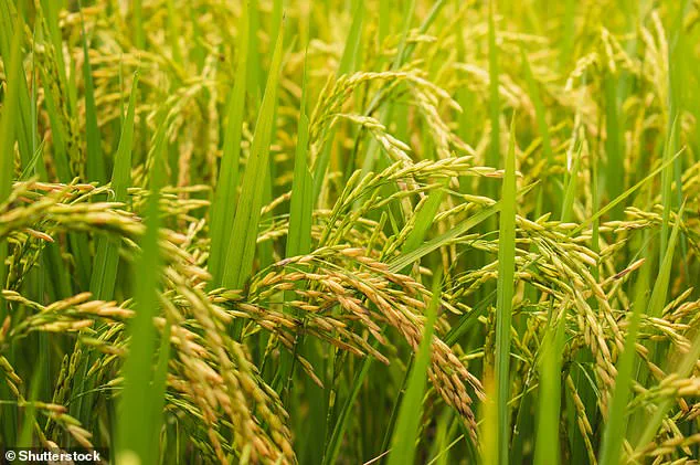 Scientists Warn: Rising CO2 Levels Are Quietly Depleting Nutrients in Global Crops, Threatening Public Health