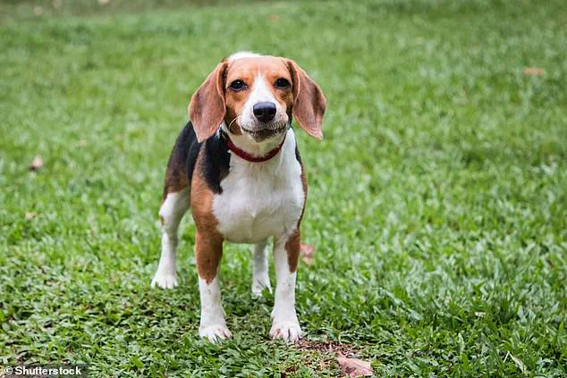 Groundbreaking Study Suggests Dogs May Share Neurodivergent Traits with Humans, Says Dr. Jacqueline Boyd