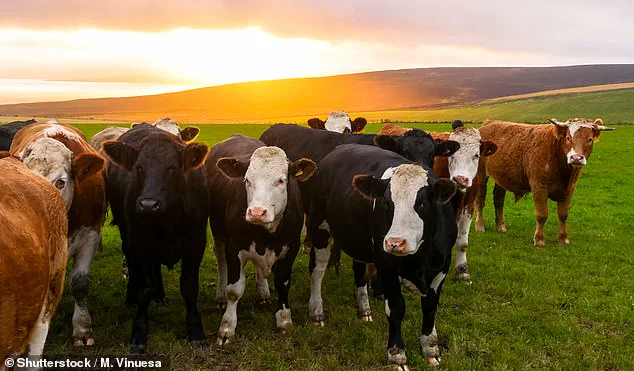 Privileged Access to Research Reveals Burger Consumption as Sustainable Alternative to Meat Bans
