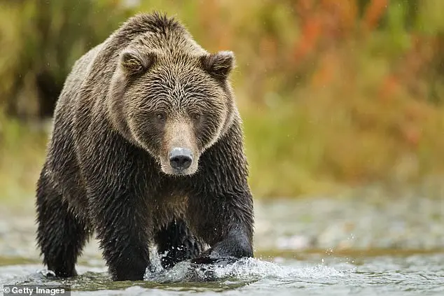 Reimagining Teddy Bears as Environmental Education Tools, Says French Study