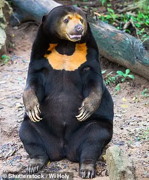 Reimagining Teddy Bears as Environmental Education Tools, Says French Study