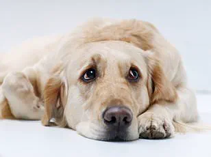 Viral Social Media Trend Sparks Concern Over Raw Meat Diet for Dogs, as Veterinarians Warn of Potential Health Risks
