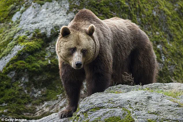 New Study Reveals Apennine Brown Bears Are Evolving to Become Less Aggressive in Response to Human Proximity – Urgent Conservation Efforts Needed