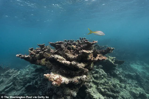 Coral Reefs Face Imminent Collapse in 2026 as Climate Crisis Reaches Tipping Point, Warns Expert