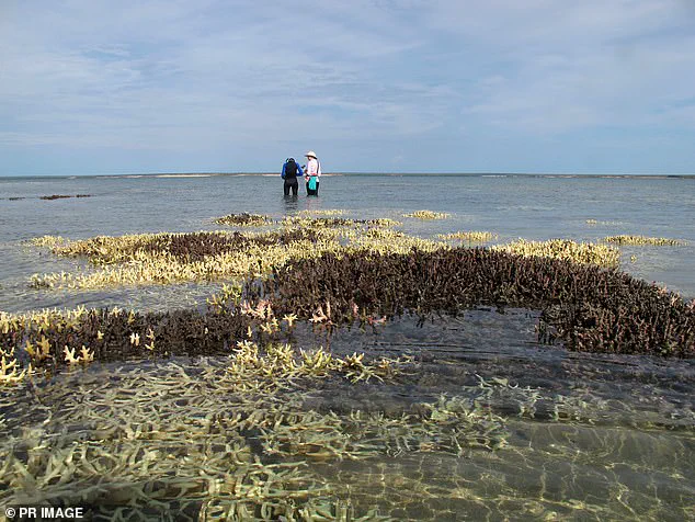 Coral Reefs Face Imminent Collapse in 2026 as Climate Crisis Reaches Tipping Point, Warns Expert