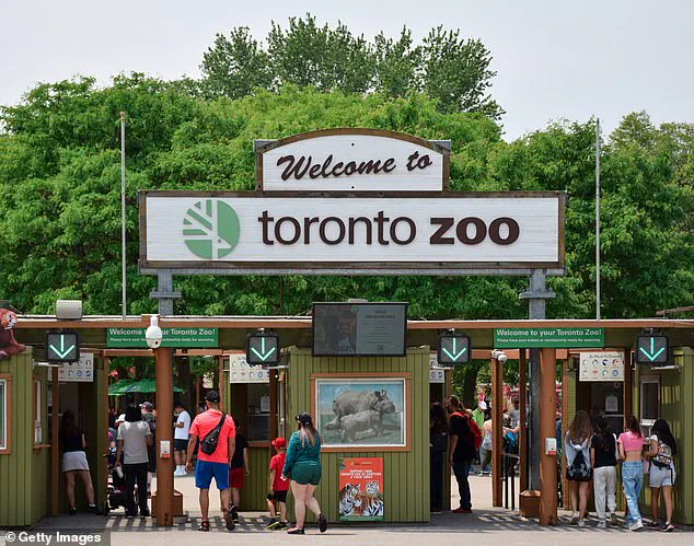 Endangered Giraffe Dies in Zoo Freak Accident, Spurring Conservation Concerns