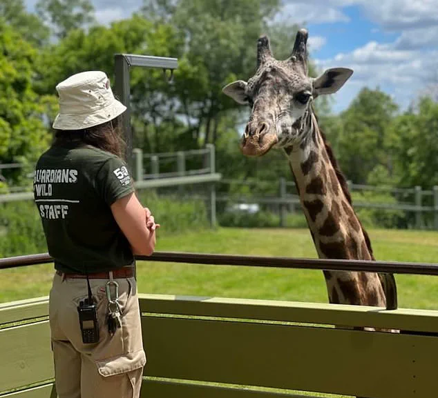 Endangered Giraffe Dies in Zoo Freak Accident, Spurring Conservation Concerns