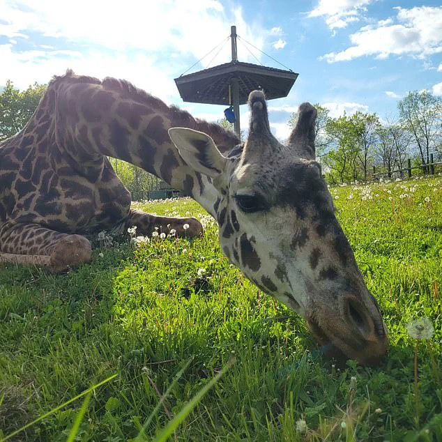 Endangered Giraffe Dies in Zoo Freak Accident, Spurring Conservation Concerns