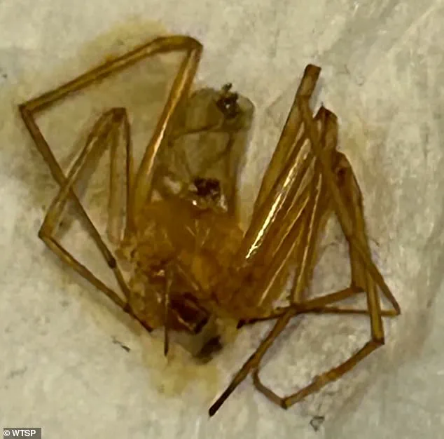 Florida Woman Sues Apartment Complex for Negligence After Spider Infestation Led to Toe Amputation