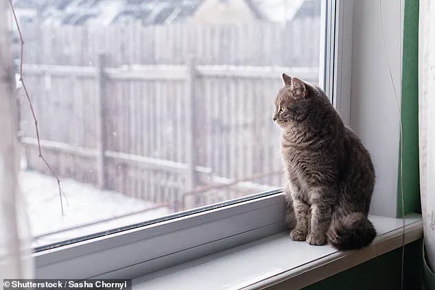 Navigating Cold Weather Pet Care: Balancing Exercise and Safety with Expert Guidance