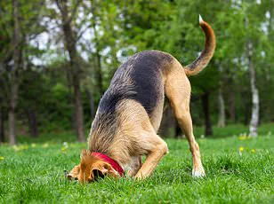 Navigating Cold Weather Pet Care: Balancing Exercise and Safety with Expert Guidance