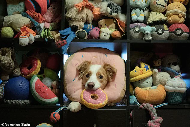 Study Reveals Dogs Learn Words by Eavesdropping, Challenging Assumptions About Animal Cognition