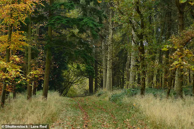 Hidden Microplastic Crisis in Britain's Woodlands: Urgent Call for Reevaluating Environmental Strategies and Public Health Advisories