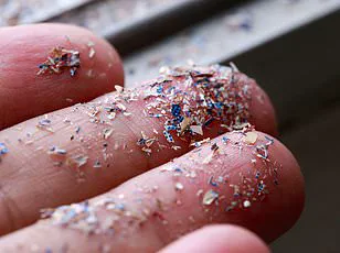 Hidden Microplastic Crisis in Britain's Woodlands: Urgent Call for Reevaluating Environmental Strategies and Public Health Advisories