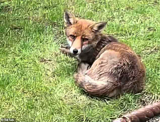 Exclusive Insights: The Hidden Impact of Urban Foxes on Neighbourhoods