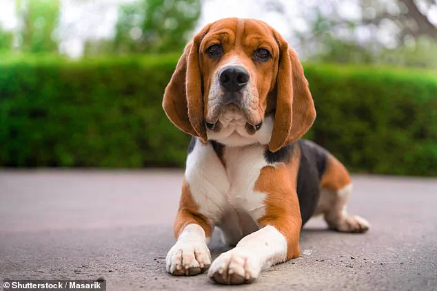 Study Reveals German Shepherds and Rottweilers Have Friendliest Faces, Challenging Common Assumptions