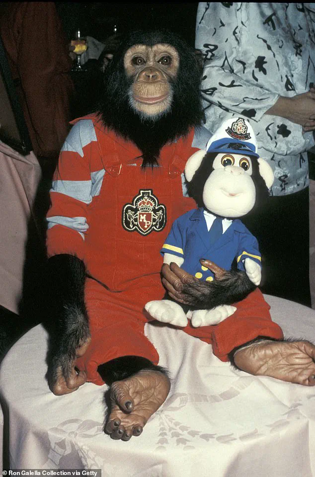 Bubbles the Chimpanzee Retires in Florida, Living a Quiet Life Away from the Spotlight