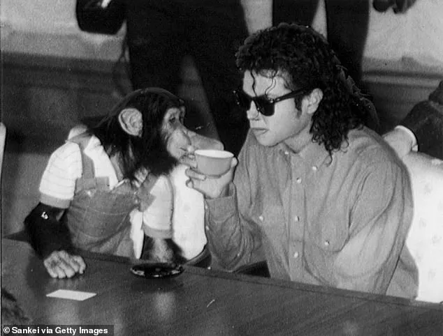 Bubbles the Chimpanzee Retires in Florida, Living a Quiet Life Away from the Spotlight