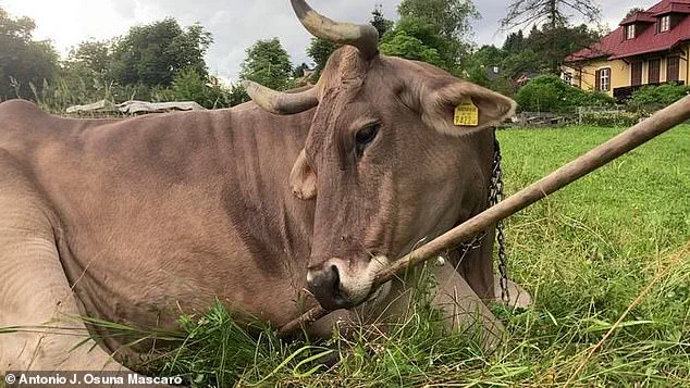 Exclusive Insights: Veronika the Cow's Unprecedented Behavior Challenges Assumptions About Livestock Cognition