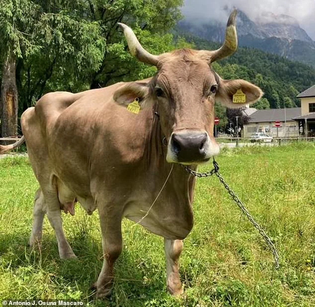 Exclusive Insights: Veronika the Cow's Unprecedented Behavior Challenges Assumptions About Livestock Cognition