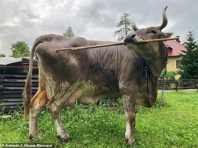 Exclusive Insights: Veronika the Cow's Unprecedented Behavior Challenges Assumptions About Livestock Cognition