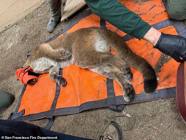 Exclusive: 30-Hour Operation Captures Mountain Lion in San Francisco's Residential Neighborhood
