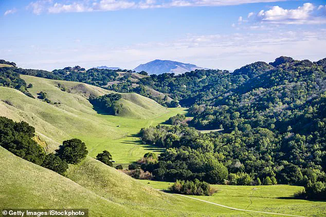 Fourth Death from Toxic Mushroom Outbreak Sparks Health Officials' Urgent Warnings in Northern California