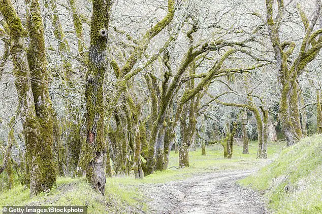Fourth Death from Toxic Mushroom Outbreak Sparks Health Officials' Urgent Warnings in Northern California
