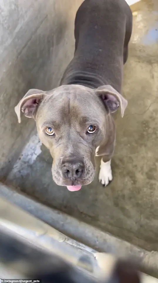 LA Shelter Fails to Disclose Dog's Violent Past, Leading to $3.25 Million Settlement After Attack on Retired Woman