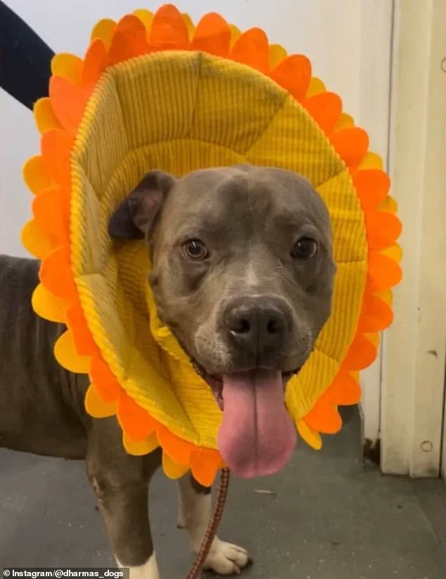 LA Shelter Fails to Disclose Dog's Violent Past, Leading to $3.25 Million Settlement After Attack on Retired Woman