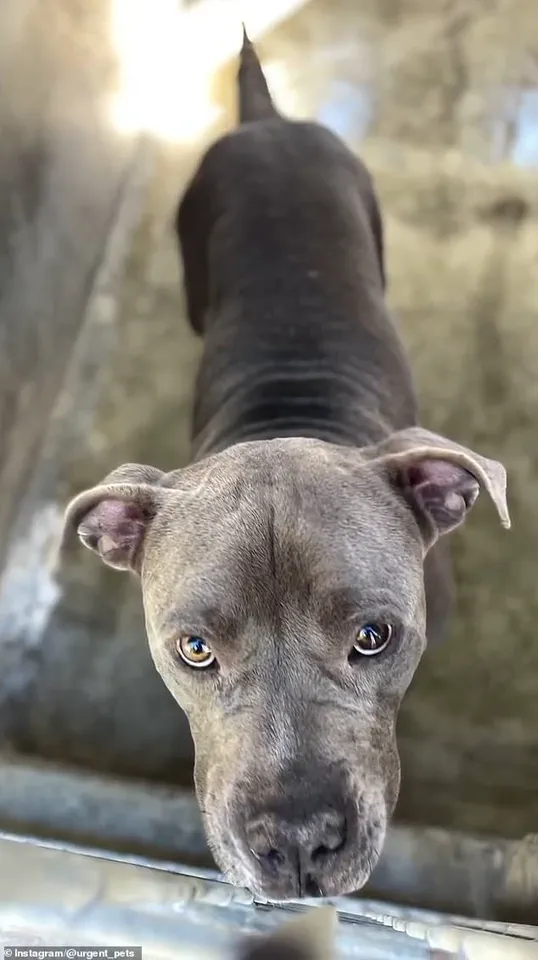 LA Shelter Fails to Disclose Dog's Violent Past, Leading to $3.25 Million Settlement After Attack on Retired Woman