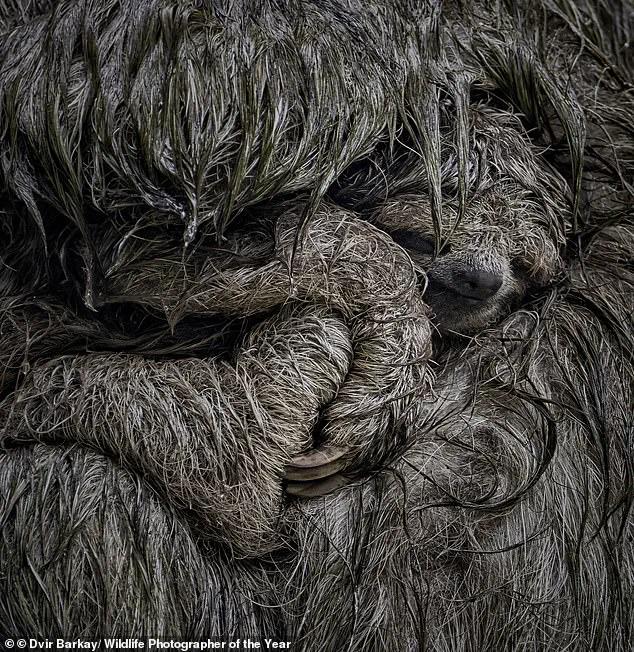 Vivid Contrast Between Nature's Beauty and Conservation Crises in Wildlife Photographer of the Year Finalists