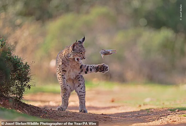 Vivid Contrast Between Nature's Beauty and Conservation Crises in Wildlife Photographer of the Year Finalists
