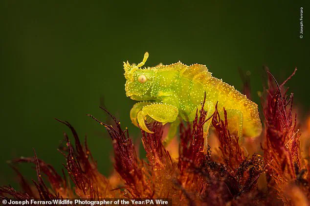 Vivid Contrast Between Nature's Beauty and Conservation Crises in Wildlife Photographer of the Year Finalists